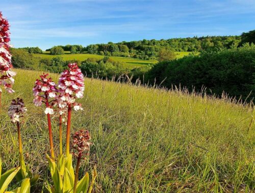 Deutschland: Nordeifel - Orchideenvielfalt & Römerspuren