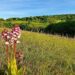 Deutschland: Nordeifel - Orchideenvielfalt & Römerspuren