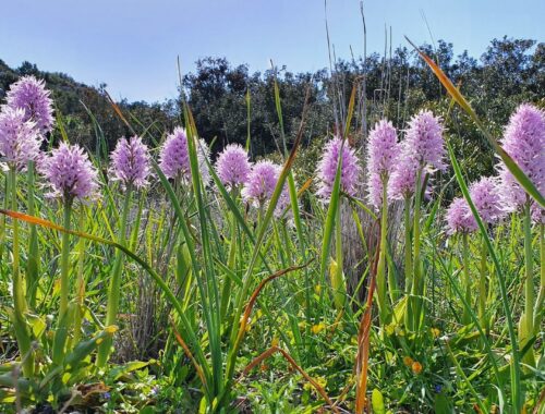 Nordzypern: Orchideen-Reise mit Eberhard 2025