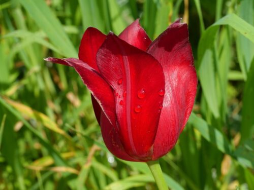 Zyprische Wildtulpe, Tulipa cypria