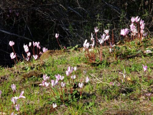 Persisches Alpenveilchen, Cyclamen persicum, Tatlisu