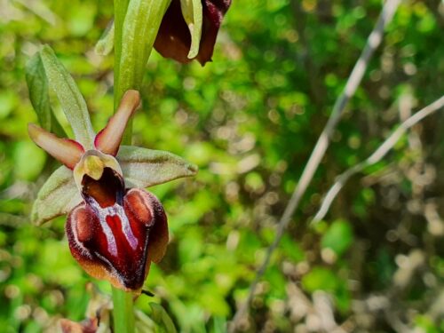 Busen Ragwurz, Ophrys sphegodes