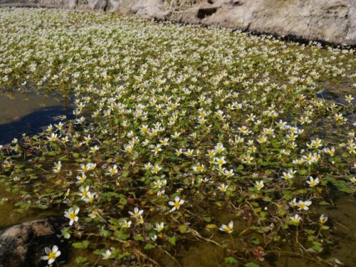 Schild-Wasserhahnenfuß, Ranunculus peltatus