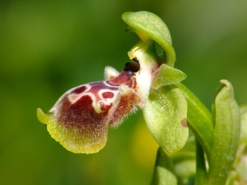 Gelbrandige Ragwurz, Ophrys flavomarginata