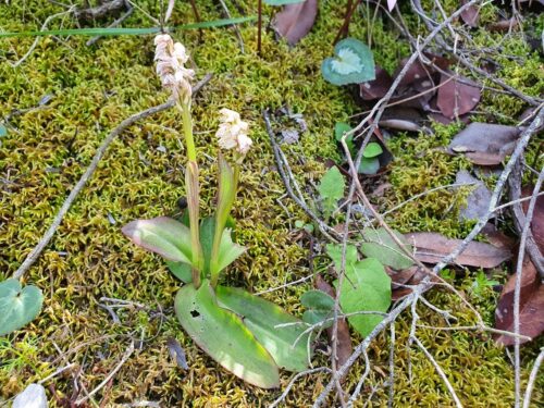 Gefleckte Waldwurz, Neotinea maculata