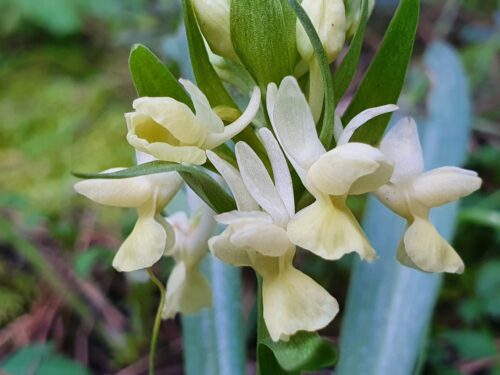 Römisches Knabenkraut, Dactylorhiza romana