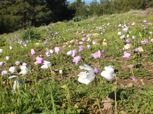 Kronen-Anemone, Anemone coronaria,, Gratweg