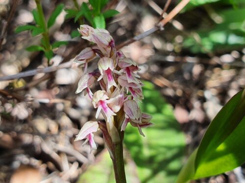 Gefleckte Waldwurz, Neotinea maculata