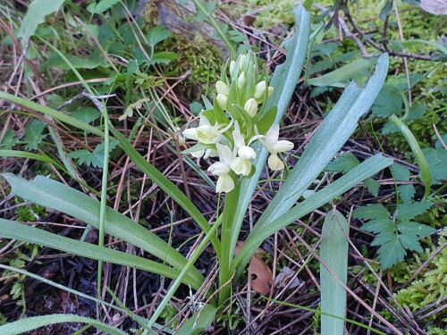 Römisches Knabenkraut, Dactylorhiza romana