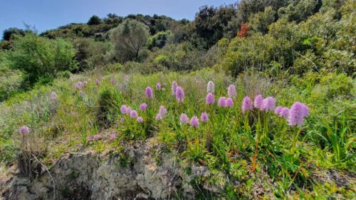 Italienisches Knabenkraut, Orchis italica