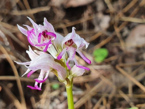 Affen-Knabenkraut, Orchis simia