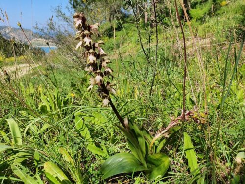 Himantoglossum barlia robertianum roberts mastorchis orchidac gecitkoey baraj