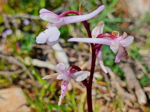 Anatolisches Knabenkraut, Orchis anatolica