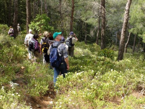 Gebirgskiefernwald Zistrosen