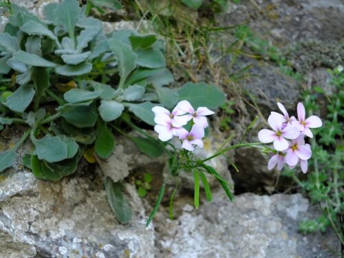 Zyprische Gänsekresse, Arabis cypris, St. Hilarion