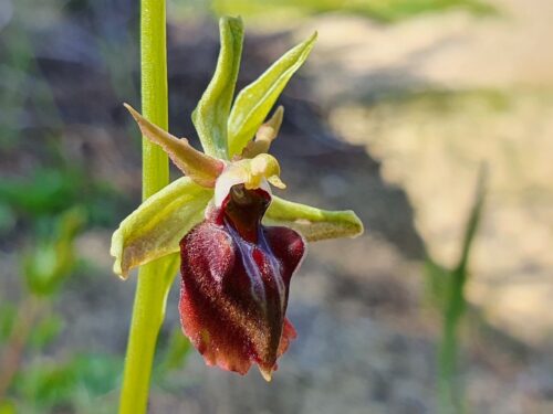 Busen Ragwurz, Ophrys sphegodes