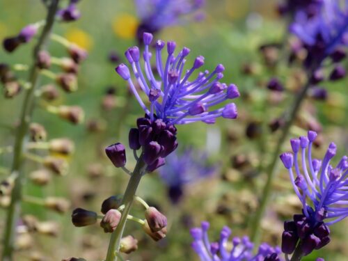 Schopfige Traubenhyazinthe, Muscari comosum