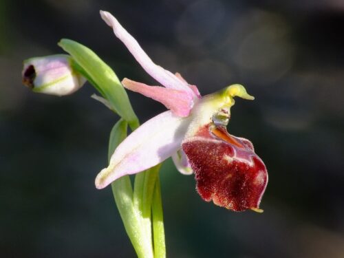 Zierliche Ragwurz, Ophrys elegans