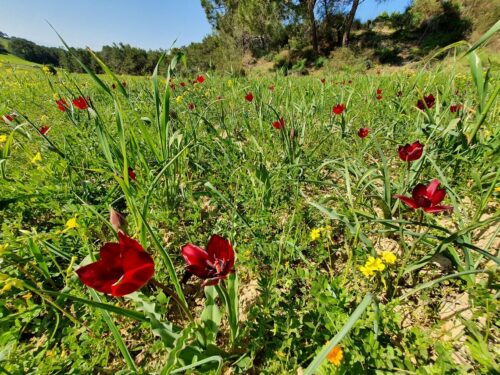 Zyprische Tulpe, Tulipa cypria, Getreidefeld