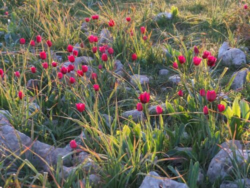 Zyprische Wildtulpe, Tulipa cypria
