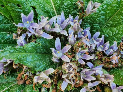 mandragora officinarum alraune solanacs, St. Hilarion