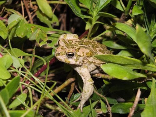 Wechselkröte, Bufo viridis