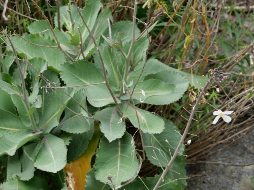 St. Hilarion Kohl, Brassica hilarionis, St. Hilarion