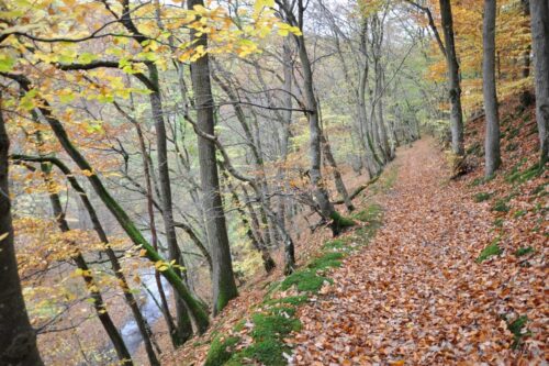 Wanderweg im Nitzbachtal