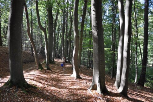 Buchenwald auf dem Ringwall am Laacher See