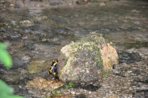 Fränkische Schweiz, Feuersalamander