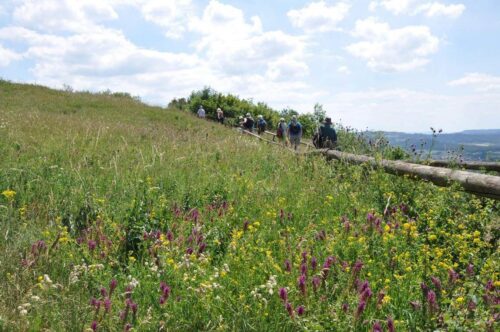 Fränkische Schweiz, Blumenfülle auf dem Trockenrasen