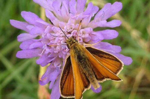 Fränkische Schweiz, Dickkopffalter auf Witwenblume