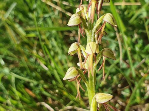 Orchis anthropophora, Hängender Mensch
