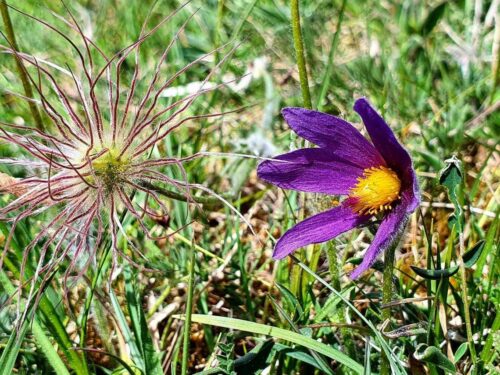 Pulsatilla vulgaris, Kuhschelle