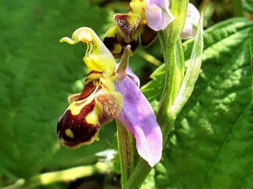 Ophrys_apifera_Bienen-Ragwurz_Orchidac_bear
