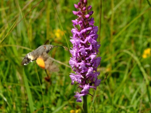 Gymnadenia_conopsea_Muecken-Haendelwurz_Orchidac_Taubenschwaenzchen_Macroglossum_stellatarum_Sphingidae_Iversheim
