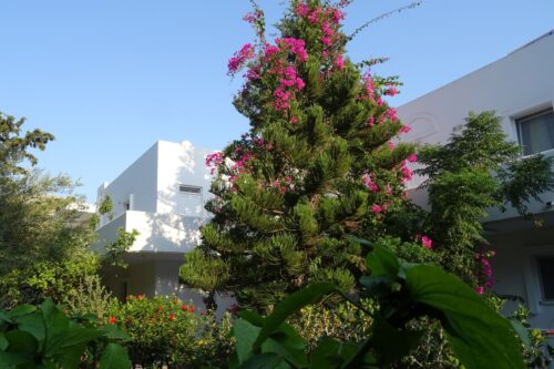 Garten des Hotels Eristos Beach
